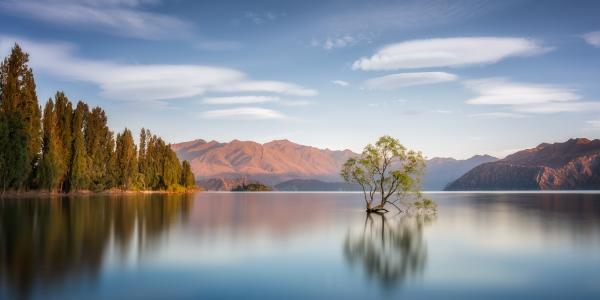 Wanaka Tree